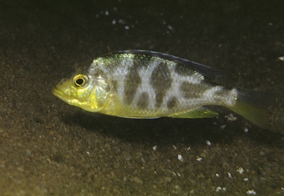 Nimbochromis venustus 'Senga Bay'